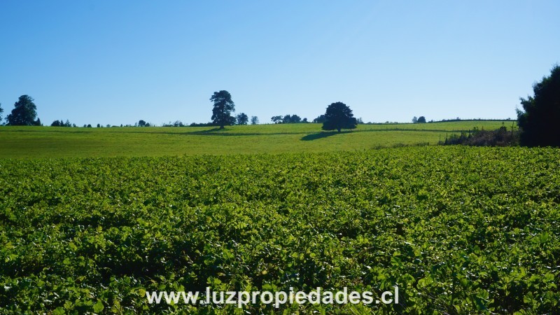 L&Atilde;&shy;nea Nueva, Parcelaci&Atilde;&sup3;n Los Laureles del Maull&Atilde;&shy;n, Parcela B9 - Luz Propiedades