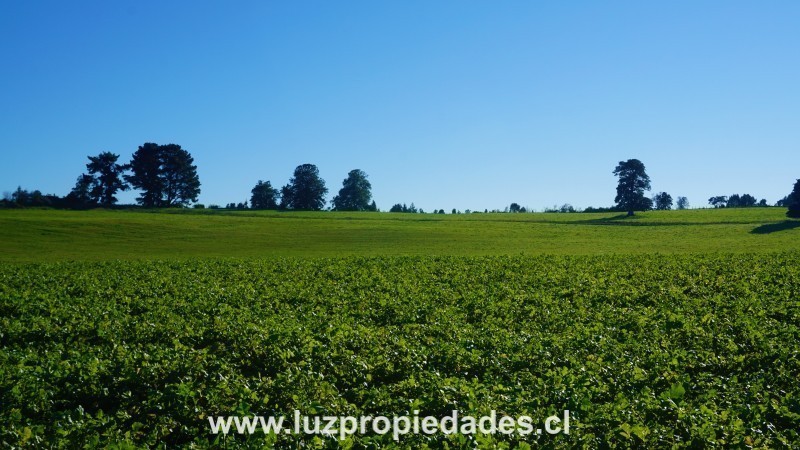 L&Atilde;&shy;nea Nueva, Parcelaci&Atilde;&sup3;n Los Laureles del Maull&Atilde;&shy;n - Luz Propiedades